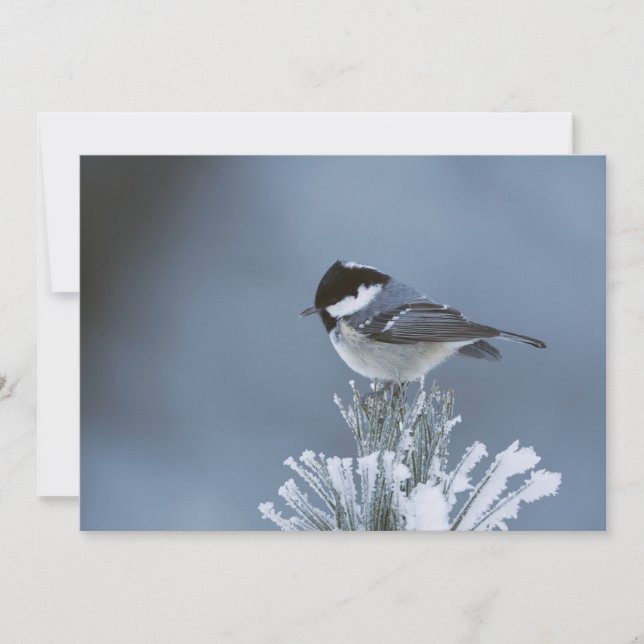 Cartes Pour Fêtes Annuelles Oiseau d'hiver perché sur une branche de pin givré (Devant)