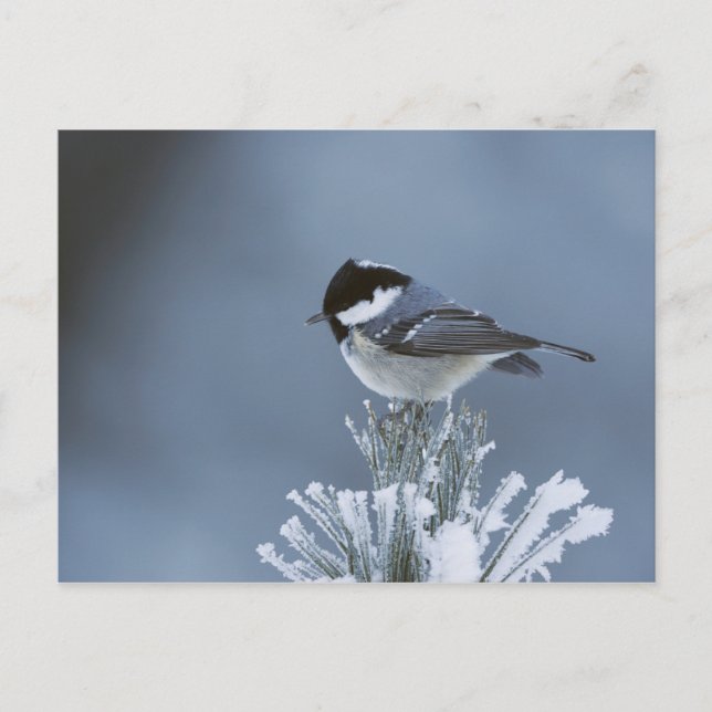 Cartes Pour Fêtes Annuelles Oiseau d'hiver perché sur une branche de pin givré (Devant)