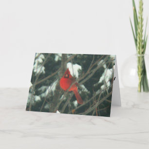 Cartes Pour Fêtes Annuelles Oiseau rouge dans la neige