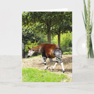 Cartes Pour Fêtes Annuelles Okapi à pied