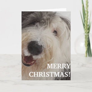 Cartes Pour Fêtes Annuelles Old English Sheepdog Card - Merry Christmas