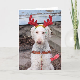 Cartes Pour Fêtes Annuelles Ollie de Noël