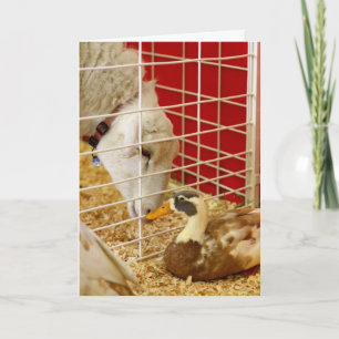 Cartes Pour Fêtes Annuelles On fait une paire bizarre...