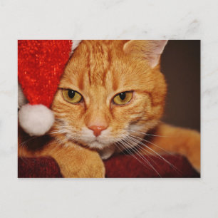 Cartes Pour Fêtes Annuelles Orange Père Noël Kitty : Joyeux Noël du chat