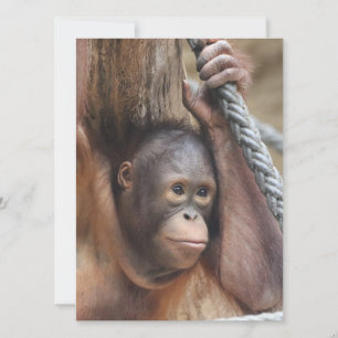 Cartes Pour Fêtes Annuelles OrangUtan 002