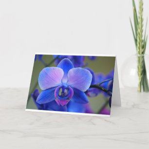Cartes Pour Fêtes Annuelles Orchidée bleue et rose