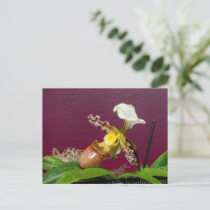 Cartes Pour Fêtes Annuelles Orchidée Paphiopédilum