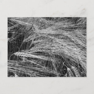 Cartes Pour Fêtes Annuelles Oreilles d'orge mûre (Hordeum vulgare)
