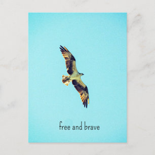 Cartes Pour Fêtes Annuelles Osprey