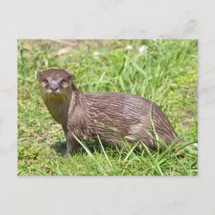 Cartes Pour Fêtes Annuelles Otter à petite taille orientale dans l'herbe