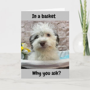 CARTES POUR FÊTES ANNUELLES OUI JE SUIS "DANS UN PANIER" HUMOUR DE PÂQUES POUR