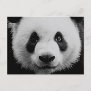 Cartes Pour Fêtes Annuelles Panda