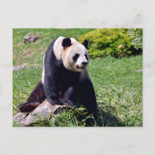 Cartes Pour Fêtes Annuelles Panda géant assis sur une pierre