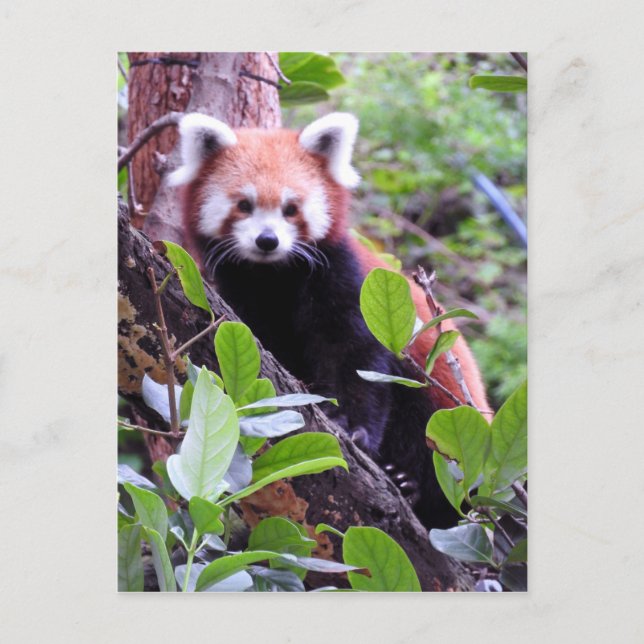 Cartes Pour Fêtes Annuelles Panda rouge (Devant)