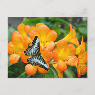 Cartes Pour Fêtes Annuelles Papillon bleu avec Rhododendron tropical