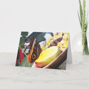 Cartes Pour Fêtes Annuelles Papillon d'hibou