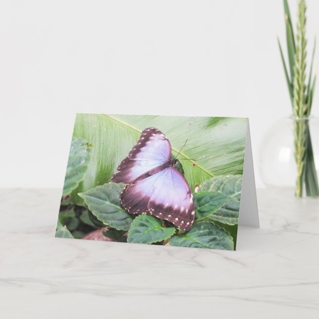 Cartes Pour Fêtes Annuelles Papillon morpho bleu (Devant)