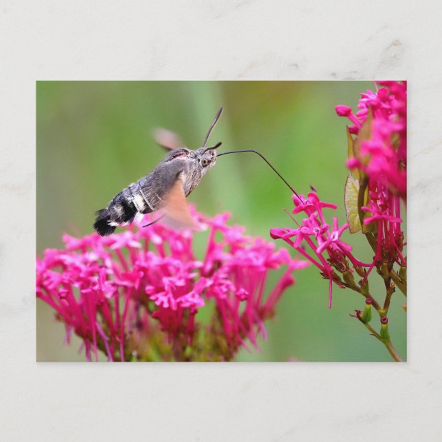 Cartes Pour Fêtes Annuelles Papillon-mouche à colibri en vol (Devant)
