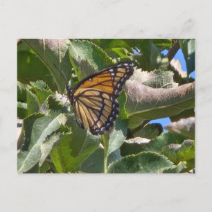 Cartes Pour Fêtes Annuelles Papillon Viceroy