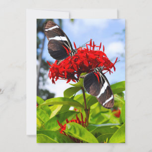 Cartes Pour Fêtes Annuelles Papillons à ailes longues zébrées sur fleurs rouge