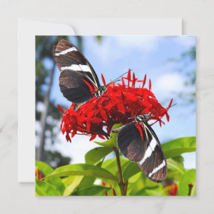 Cartes Pour Fêtes Annuelles Papillons à ailes longues zébrées sur fleurs rouge