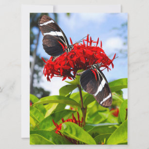 Cartes Pour Fêtes Annuelles Papillons à ailes longues zébrées sur fleurs rouge