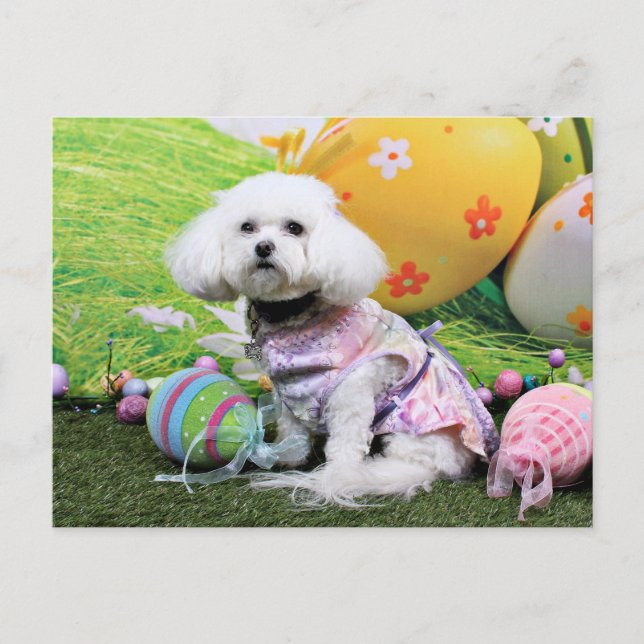 Cartes Pour Fêtes Annuelles Pâques - Bichon Frise - Mia (Devant)
