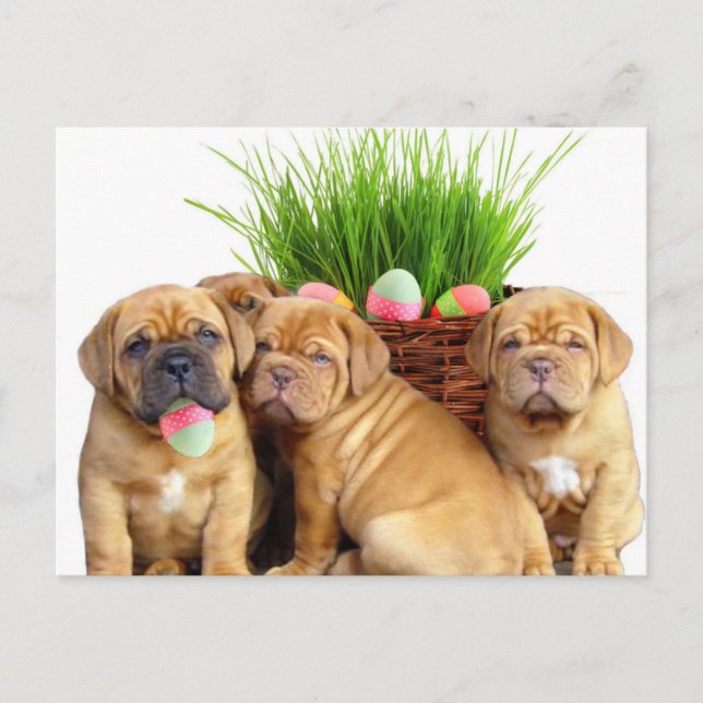 Cartes Pour Fêtes Annuelles Pâques Dogue de Bordeaux pubs (Devant)