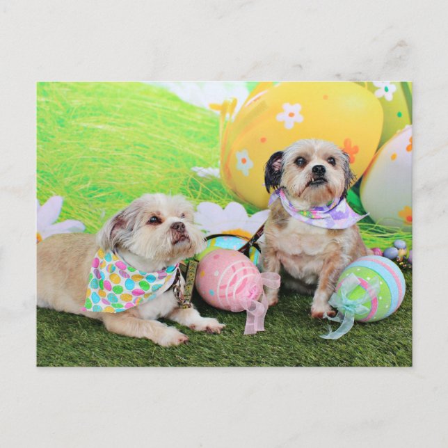 Cartes Pour Fêtes Annuelles Pâques - Shih Tzu - Clementine et Winston (Devant)