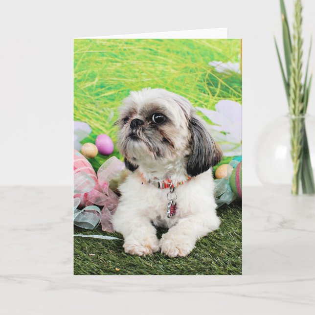 Cartes Pour Fêtes Annuelles Pâques - Shih Tzu - Sophie (Devant)