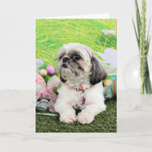 Cartes Pour Fêtes Annuelles Pâques - Shih Tzu - Sophie