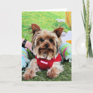 Cartes Pour Fêtes Annuelles Pâques - Yorkshire Terrier - Sassy