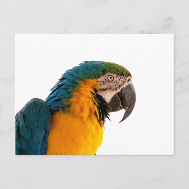 Cartes Pour Fêtes Annuelles Parrot coloré (Devant)