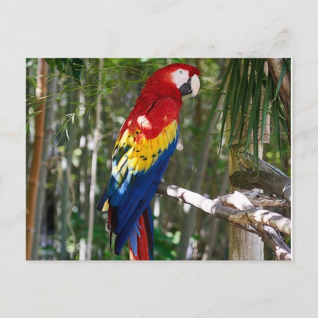 Cartes Pour Fêtes Annuelles Parrot Macaw à l'écarlate (Devant)