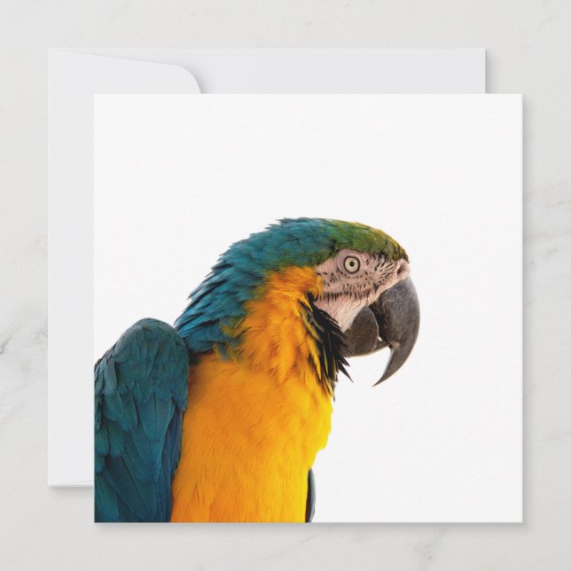 Cartes Pour Fêtes Annuelles Parrot Post-it Notes (Devant)