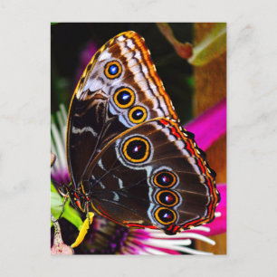 Cartes Pour Fêtes Annuelles Passiflora VIOLACEA et un papillon morpho bleu