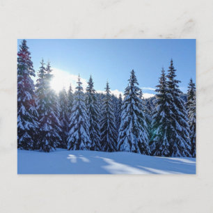 Cartes Pour Fêtes Annuelles Paysage de forêt de pins enneigés Scénique Nature