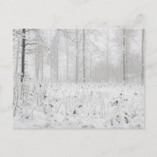 Cartes Pour Fêtes Annuelles Paysage forestier d'hiver avec des arbres d'hiver