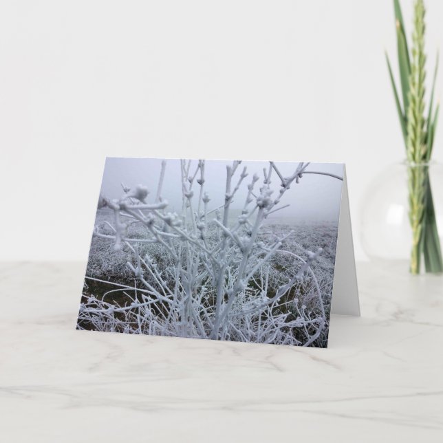 Cartes Pour Fêtes Annuelles Paysage hivernal Plante givré (Devant)