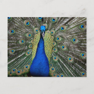 Cartes Pour Fêtes Annuelles Peacock à la Fontaine de la Jeunesse