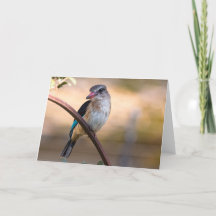 Pêcheur de bois, Botswana