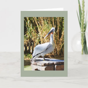 Cartes Pour Fêtes Annuelles Pélican