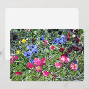 Cartes Pour Fêtes Annuelles Pensées et pâquerettes