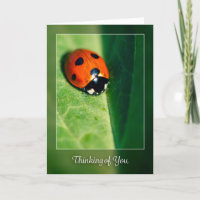 Penser à vous pour n'importe qui Lady Bug photo