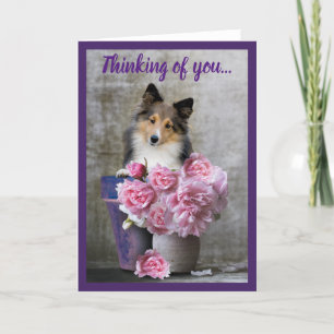Cartes Pour Fêtes Annuelles Penser à vous Sheltie Dog Card Personnaliser
