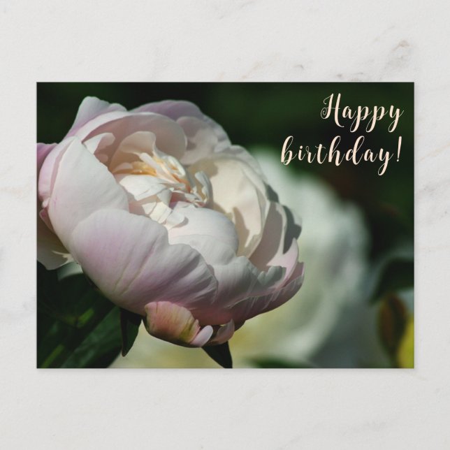 Cartes Pour Fêtes Annuelles Peony/Flower Magic/Fleur blanche/Joyeux anniversai (Devant)