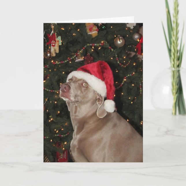 Cartes Pour Fêtes Annuelles Père Noël Paws - Fêtes de Noël d'un chien de Weima (Devant)