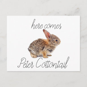 Cartes Pour Fêtes Annuelles Peter Cottontail Bunny Rabbit