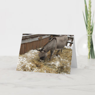 Cartes Pour Fêtes Annuelles Petit âne Noël