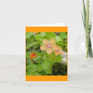 Cartes Pour Fêtes Annuelles Petit Pimpernel Fleur sauvage orange